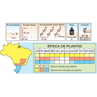 Sementes De Pepino Híbrido Imperial Env. C/ 10 Gramas