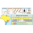 Sementes De Pepino Híbrido Imperial Pcte C/ 100 Gramas