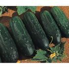 Sementes De Pepino Híbrido Imperial Pcte C/ 100 Gramas