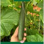 Sementes De Pepino Híbrido Nagai Japonês (800mg) Super Isla