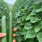Sementes De Pepino Japonês Hibrido (nagato) Super Isla