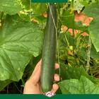 Sementes De Pepino Japonês Hiroshi Isla