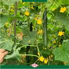 Sementes De Pepino Japonês Hiroshi Isla