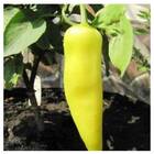 Sementes De Pimenta Amarela Comprida Topseed