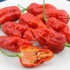 Sementes De Pimenta Bhut Jolokia Aimoré Super Isla