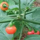 Sementes De Pimenta Bode (vermelha) Topseed