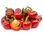 Sementes De Pimenta Bode (vermelha) Topseed