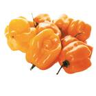 Sementes De Pimenta Brs Araçari Habanero (amarela) Isla