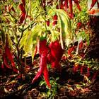 Sementes De Pimenta Cayenne (dedo De Moça) Super Isla