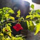 Sementes De Pimenta Chapéu De Bispo (cambuci) Feltrin