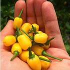 Sementes De Pimenta Cumari Do Pará Topseed