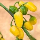 Sementes De Pimenta Cumari Do Pará Topseed