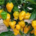 Sementes De Pimenta De Cheiro Do Norte Topseed