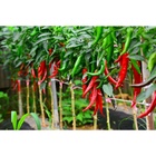 Sementes De Pimenta Dedo De Moça 400mg Tempero  - Isla