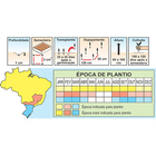 Sementes De Pimenta Dedo De Moça Pcte C/ 50 Gramas