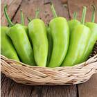 Sementes De Pimenta Doce Comprida Feltrin