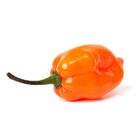 Sementes De Pimenta Habanero (orange) Topseed