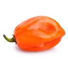 Sementes De Pimenta Habanero (orange) Topseed