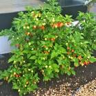 Sementes De Pimenta Iracema (biquinho Vermelha) Isla