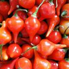 Sementes De Pimenta Iracema (biquinho Vermelha) Isla