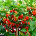 Sementes De Pimenta Iracema (biquinho Vermelha) Super Isla