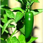 Sementes De Pimenta Jalapeno Topseed