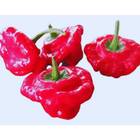 Sementes De Pimenta Jamaican [red] Topseed