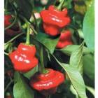 Sementes De Pimenta Jamaican [red] Topseed