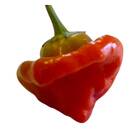 Sementes De Pimenta Jamaican [red] Topseed