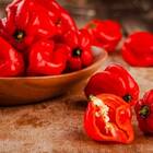 Sementes De Pimenta Juruti (habanero Vermelha) Super Isla