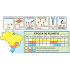 Sementes De Pimenta Malagueta Pcte C/ 50 Gramas