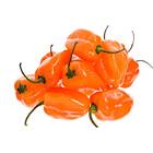 Sementes De Pimenta Miguelita (habanero Laranja) Feltrin