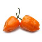 Sementes De Pimenta Miguelita (habanero Laranja) Feltrin