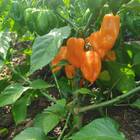 Sementes De Pimenta Nandaia (habanero Laranja) Super Isla