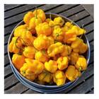 Sementes De Pimenta Nuclear [boné Escocês] Feltrin