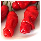 Sementes De Pimenta Peter Pepper Topseed