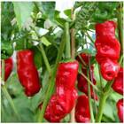 Sementes De Pimenta Peter Pepper Topseed