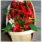 Sementes De Pimenta Peter Pepper Topseed