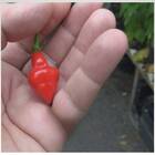 Sementes De Pimenta Piãozinho Topseed