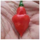 Sementes De Pimenta Piãozinho Topseed