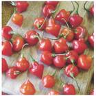 Sementes De Pimenta Piãozinho Topseed