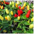 Sementes De Pimenta Picante Para Vaso Topseed