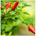 Sementes De Pimenta Picante Para Vaso Topseed
