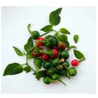 Sementes De Pimenta Redonda Para Vaso Topseed