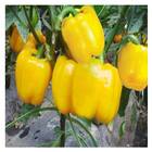 Sementes De Pimentão Amarelo Feltrin