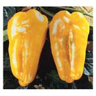 Sementes De Pimentão Amarelo Feltrin