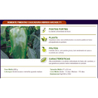 Sementes De Pimentão Híbrido Arcade F1 Env. C/ 1.000 Sementes