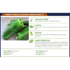 Sementes De Pimentão Híbrido Raquel F1 Env. C/ 1.000 Sementes