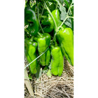 Sementes De Pimentão Híbrido Raquel F1 Env. C/ 1.000 Sementes