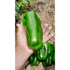 Sementes De Pimentão Híbrido Raquel F1 Env. C/ 1.000 Sementes